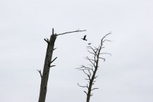 мёртвый лес / .....