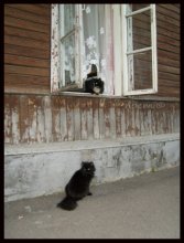 catS / ......