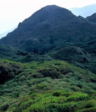Трава на горе Qixing / Западная вершина горы Qixing (Cising), одна из достопримечательностей национального парка Yangmingshan недалеко от Тайпея