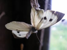 полет мертвой бабочки / сараи - место убийств бабочек