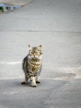 потерялся... / Гомель, кот бегал по тротуару и заглядывал в глаза прохожим, прося о чём-то...