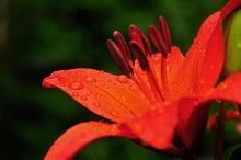 Дождливое чудо / ************