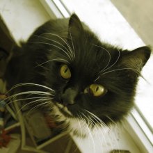Котейка / животное