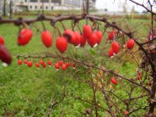 плакучий шиповник / .......