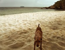 Забытый пёс..на позабытом пляже.. / ..........