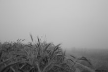 Колосья в Тумане... / Ничего не видно...