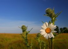 Отличница и хулиганы... / Вечерело...