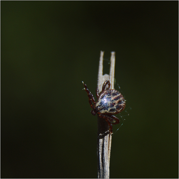 Я жду, а Вас все нет. / Клещ собачий - Ixodes ricinus. Переносчик вирусов весенне-летнего энцефалита и двухволнового менингоэцефалита.
