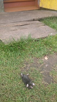 Жизнь вокруг / ***