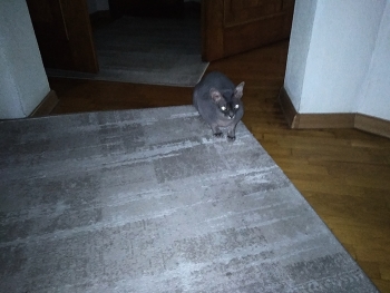 Toby nu te supăra / Кошке не нравится
