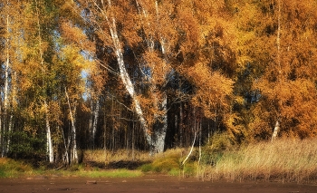 Рыжая осень. / ***