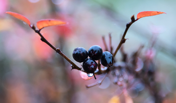 Подарок осени. / ***