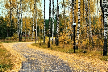 Осенняя дорога / Дорога в городском парке