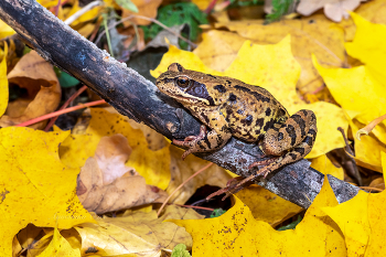 Петергоф. В парке. / ***