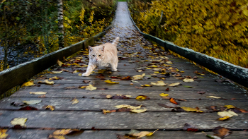 Жизнь вокруг / ***