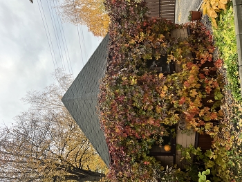 Осеннее / ***