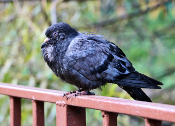 Баю-бай... / ***