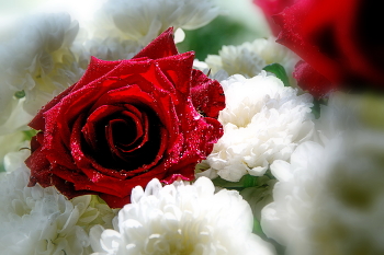 Красное на белом. / Розы в хризантемах.*