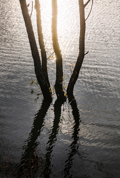 Осень на пруду / Липецкая область, Лебедянский район.