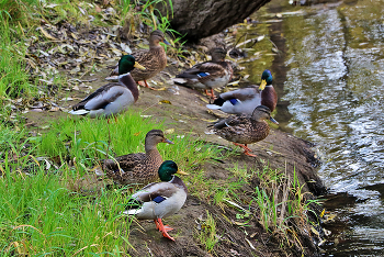 Уточки на речке Песочной / ***