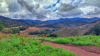 &nbsp; / Poboleda - vinyes a la tardor - Priorat