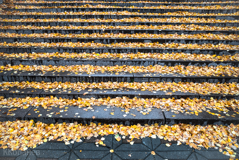 Золото / Октябрь