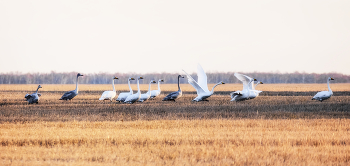 уроки полётов.. / Лебеди кликуны (из серии).
Темный окрас у молодёжи.