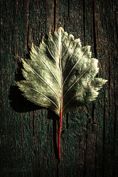 Лист / Боярышник