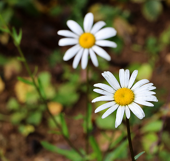 Октябрь уж на дворе... / а ромашки всё цветут...