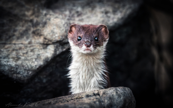 Маленькая и опасная / Ласка - самый маленький и самый сильный (относительно пропорций тела) хищник, представитель семейства куньих. Ловкий, проворный, неутомимый и бесстрашный охотник, ласка постоянно находится в поиске добычи и уничтожает большое количество грызунов.