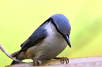 Sitta europaea.. / Обыкновенный по́ползень, или ямщи́к — небольшая птица из семейства поползневых, широко распространённая в Европе, Азии и Северной Африке. Обычен как в средней полосе России, так и в Сибири, где гнездится в лиственных, хвойных и смешанных лесах, а также в садах и парках населённых пунктов. В поисках корма ловко передвигается по стволам и ветвям деревьев, зачастую даже вниз головой.