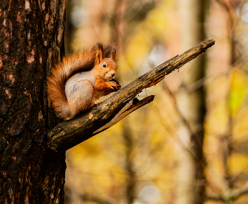 осенний раскрас / осень на зверьках