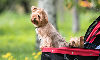 Дневной дозор. / ***