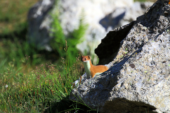 Ласка / Кавказ, Безенги