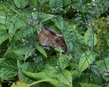 В листве / ***