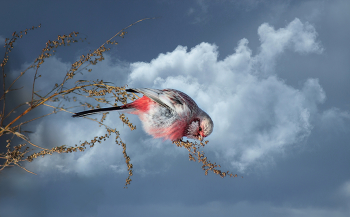 &quot;По зернышку&quot; / Еще в 1773 году Петером Си́моном Палла́сом урагуса называют также длиннохвостым снегирём или длиннохвостой чечевицей. Первое название образное — к настоящим снегирям рода Pyrrhula урагус не имеет никакого отношения. Они просто немного похожи — грудка самцов как урагуса, так и снегиря окрашена в ярко-красный цвет, а толстый клюв обеих птиц идеально приспособлен для разгрызания оболочки самых твердых семян. Что касается длиннохвостой чечевицы, то сейчас это название вполне корректно с научной точки зрения. Дело в том, что Паллас описал урагуса как птицу, относящуюся к монотипичному роду Uragus (с видовым названием sibiricus). Однако через триста с лишним лет орнитологи, призвав на помощь молекулярную систематику, выяснили, что эта птица является очень близким родственником чечевиц (род Carpodacus). Поэтому теперь видовое название урагуса звучит как Carpodacus sibiricus. Хотя, конечно же, на чечевицу он похож еще меньше, чем на снегиря. В Сибири и на Дальнем Востоке урагусов лучше всего искать возле рек и озер, в невысоких березняках или зарослях ивы. Лучше всего заметны самцы — красногрудые, с серебряной головой и розовой спиной, на которой хорошо видны черные пестрины.