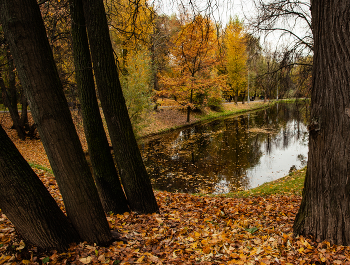 осень в городском парке / городской парк