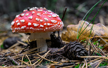 12.10.25. / Съедобных не было в лесу.