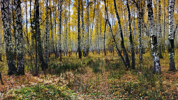 Осень в Тюмени / Осень в Тюмени