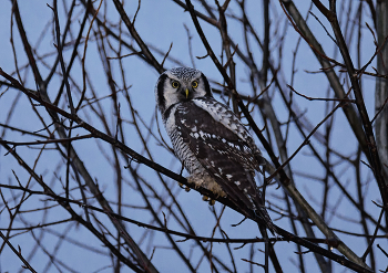 Ястребиная сова. / Необычный случай. Снимала в тайге и с помощью вспышки. Было несколько дней пасмурно и шёл бесконечный ливневый снег. Птичку увидела случайно, т. к. на фоне неба было светлее, а ниже почти совсем темно. Что за птичка рассмотрела только в видоискатель, рада была такой удаче, но, т. к. темно, не очень надеялась на результат.