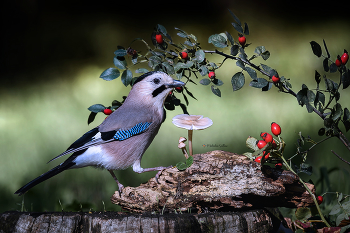 Осень. / Осень