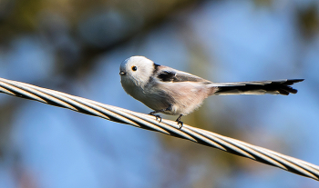 Ополовник - длиннохвостая синица. / ***