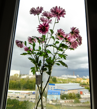 Дело было в сентябре....2025 / После дождливой недели чумазые цветы с клумбы возле дома ...