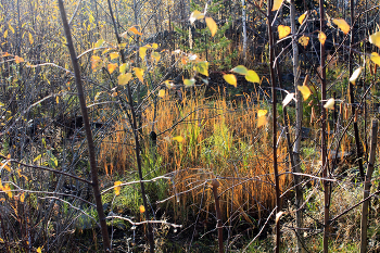 Осенний хоровод / Трава у озера Каменный Карьер