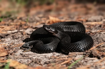 Гадюка чёрная. / ***