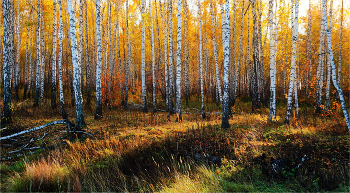 Берёзки осени златой... / ***