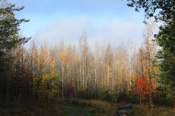 Прощание Золотой Осени / У озера Каменный Карьер (Карелия) в конце октября