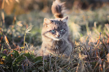 &quot;Эмоциональный портрет&quot; / Дворовая кошка.