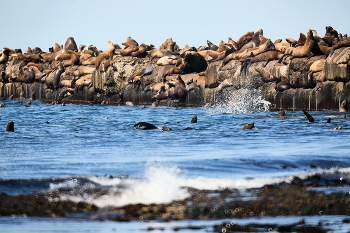 &nbsp; / Сахалин. Колония сивучей в Невельске. Можно зайти к ним в гости с января по май включительно.