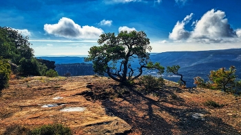   / Rojals - Mola d'Estat (arbre) - Conca de Barberà